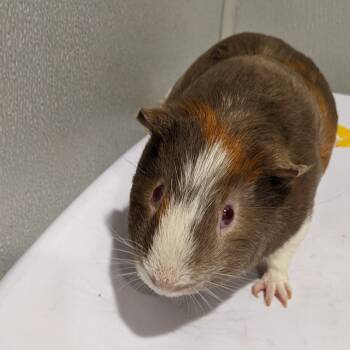 Rescue Guinea Pig Guinea Pigs for Adoption in Tampa, Florida - Cooper | PetCurious